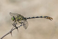 Onychogomphus forcipatus male in Bulgaria
