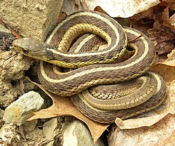 The common garter snake has evolved resistance to the defensive substance tetrodotoxin in its amphibian prey.