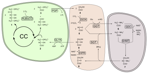 Photorespiration