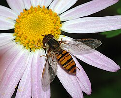 Episyrphus balteatus on a daisy