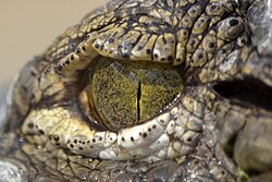 Crocodile eye