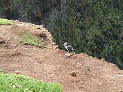 Puffin at the Wick with food