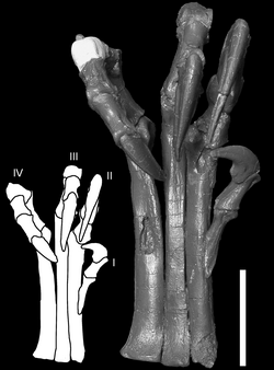 Foot (MOR 747) in flexion