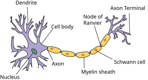Structure of a typical neuron with Schwann cells in the peripheral nervous system