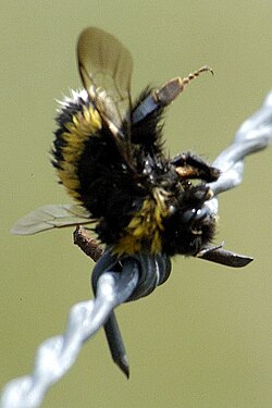 Bumblebee stored as food by a great grey shrike