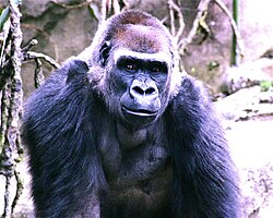 Gorilla