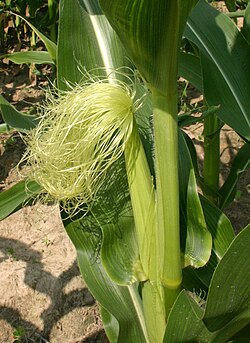 Maize stigmas, collectively called "silk"