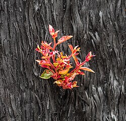 Epicormic growth shooting after the 2019–2020 Australian bushfire season
