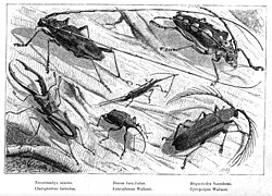 "Remarkable Beetles Found at Simunjon, Borneo".[c] A few of the 2,000 species of beetle collected by Alfred Russel Wallace in Borneo