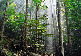 Old-growth European beech forest in Biogradska Gora National Park, Montenegro