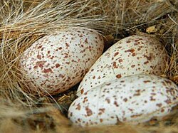 Clutch of red-billed oxpeckers in a nest lined with impala hair, Kenya