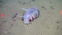 Elasipodida like this "sea pig" Scotoplanes have a translucent body with specific appendages; they live in the abyss.