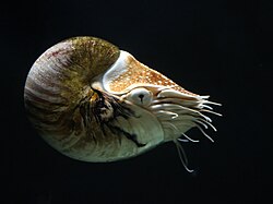 Chambered nautilus (Nautilus pompilius)