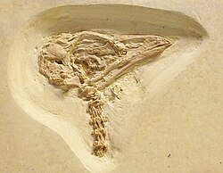 Cyrilavis colburnorum, from the Eocene Green River Formation in Wyoming