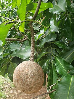 Brazil nut fruit attached to branch