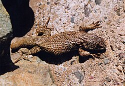 Liolaemus nitidus, a lizard native to the southern reaches of the Atacama Desert