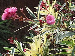 Variegated variety