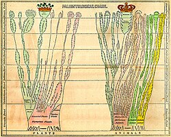 This chart displays one of the first published attempts at a paleontological "Tree of Life" by Geologist Edward Hitchcock. (1840)