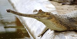 Young gharial in Kukrail Reserve Forest