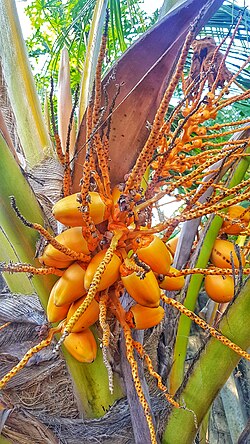King coconut, a shorter cultivar of Sri Lanka