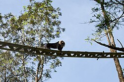 Lion-tailed macaque (Macaca silenus) on the canopy bridge in Anamalai Hills[72]