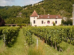 A vineyard in Cahors