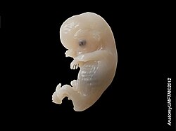 Human embryo, 8–9 weeks, 38 mm (1.5 in)
