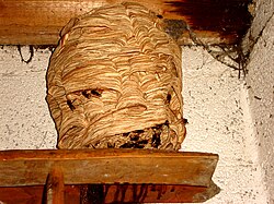 Nest