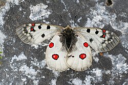 The alpine Apollo butterfly has adapted to alpine conditions.