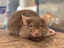 An adult house mouse