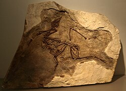 Yixianornis grabaui, one of the oldest known species with a pygostyle like that in living birds