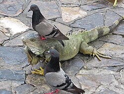 With feral pigeons, in Ecuador