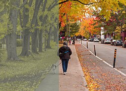 The left half of the image shows the estimated difference in a dog's vision.