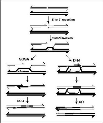 A current model of meiotic recombination, initiated by a double-strand break or gap, followed by pairing with an homologous chromosome and strand invasion to initiate the recombinational repair process. Repair of the gap can lead to crossover (CO) or non-crossover (NCO) of the flanking regions. CO recombination is thought to occur by the Double Holliday Junction (DHJ) model, illustrated on the right, above. NCO recombinants are thought to occur primarily by the Synthesis Dependent Strand Annealing (SDSA) model, illustrated on the left, above. Most recombination events appear to be the SDSA type.