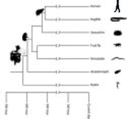 Relationship of major animal lineages with indication of how long ago these animals shared a common ancestor. On the left, important organs are shown, which allows us to determine how long ago these may have evolved.