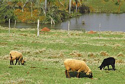 Sheep in Rio Grande do Sul.