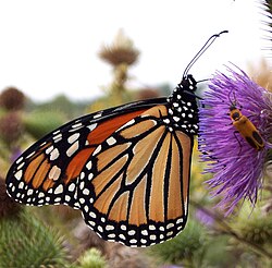 A Monarch Butterfly at the Morton Arboretum
