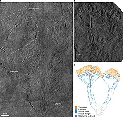 Holotype (top left), on a slab of Ediacaran rock containing Charnia (lower right) and Bradgatia (left)