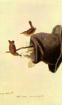 Audubon's illustration of nesting house wrens
