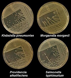 Four nutrient agar plates growing colonies of common Gram negative bacteria