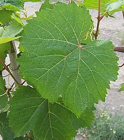 Malbec leaves