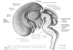 Spinal cord seen in a midsection of a three-month-old fetus