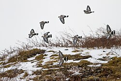Snow pigeons flying at an altitude of 3,700 metres (12,000 ft) above sea level