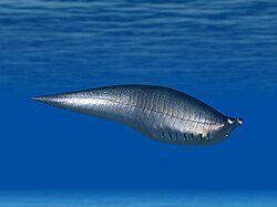 Life reconstruction of Metaspriggina walcotti