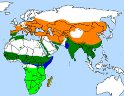 Distribution of Upupa species African hoopoe Eurasian hoopoe (breeding) Eurasian hoopoe (resident) Eurasian hoopoe (wintering) Madagascar hoopoe