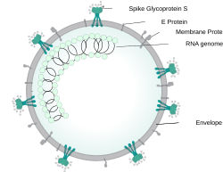 Illustration of SARS-CoV-2 virion
