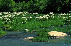A stand of Cahaba lilies (Hymenocallis coronaria) in the Cahaba River, within the Cahaba River National Wildlife Refuge