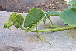 Decumbent stem in Cucurbita maxima.