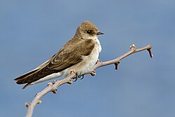 A northern rough-winged swallow photographed in central Maine, the northeastern limit of the species' breeding range.