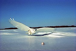 The snowy owl has effective snow camouflage
